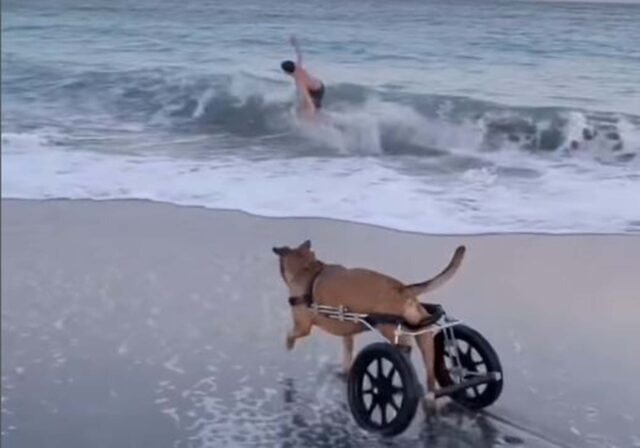 Il cane disabile gioca sulla spiaggia insieme al suo padrone che fa surf (VIDEO)