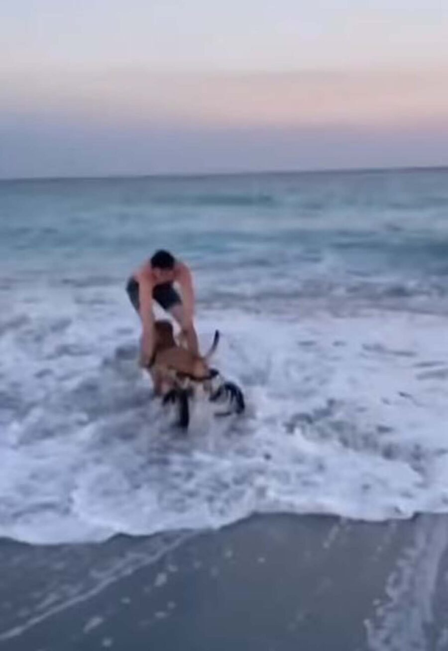 cane con carrellino in spiaggia
