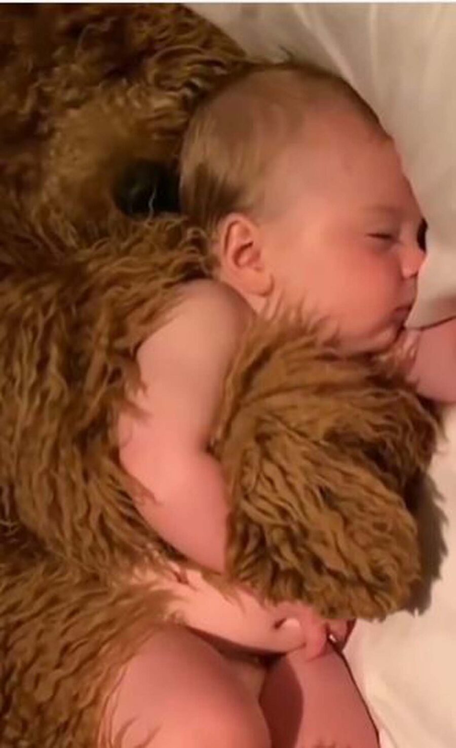 cane dorme abbracciato al bambino