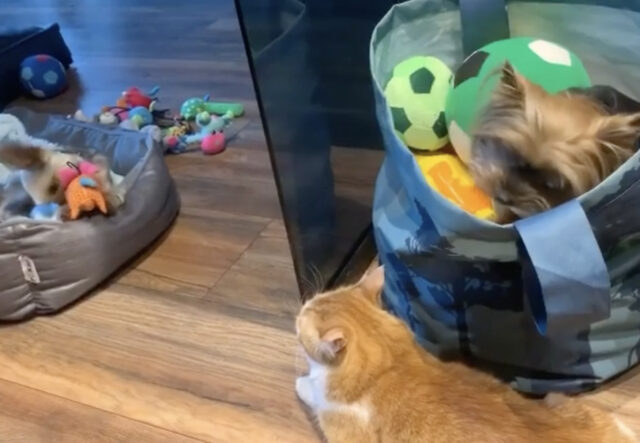 Cane e gatto fanno amicizia, le interazioni sono buffissime (VIDEO)