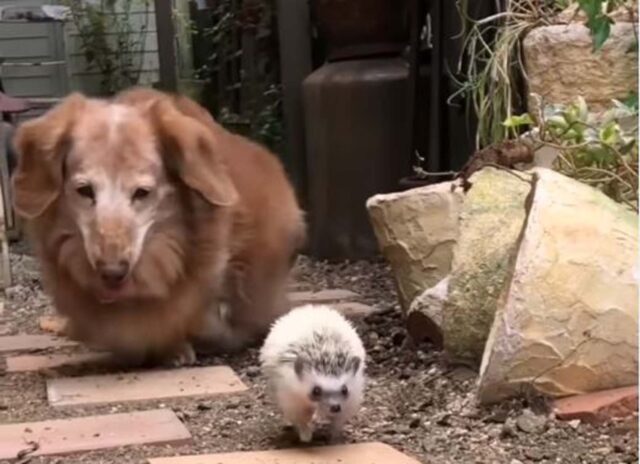 Il cagnolino fa amicizia con un riccio e lo segue ovunque vada (VIDEO)