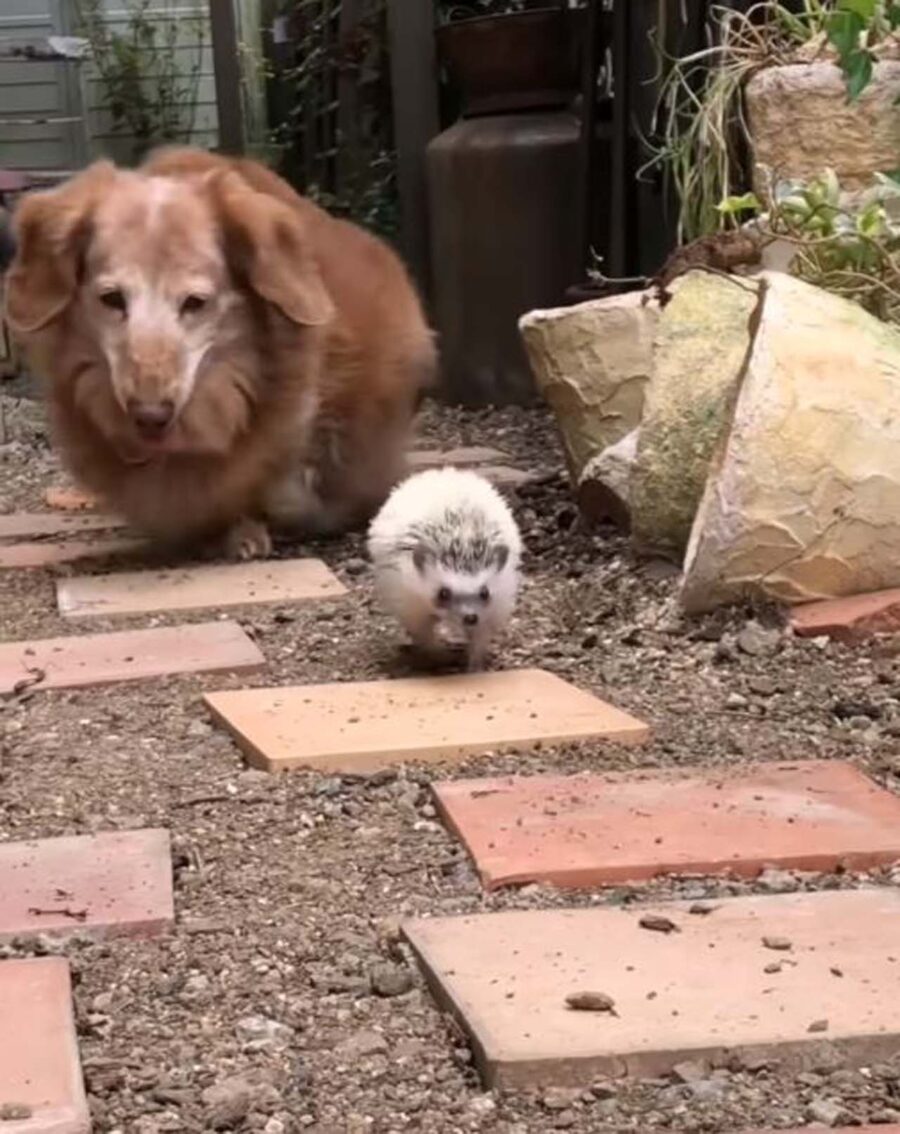 cane segue un riccio