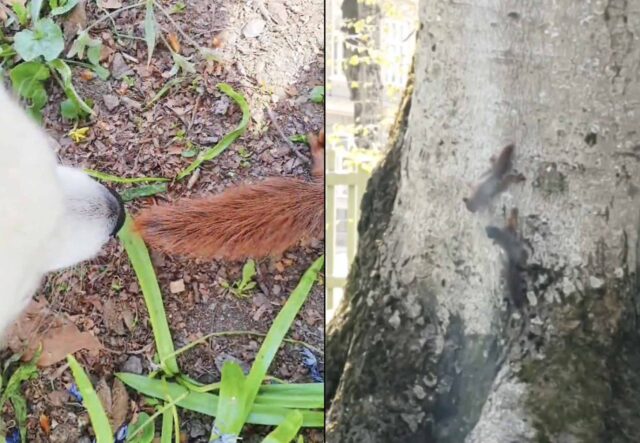 Cane fa amicizia con uno scoiattolo, le immagini sono dolcissime (VIDEO)