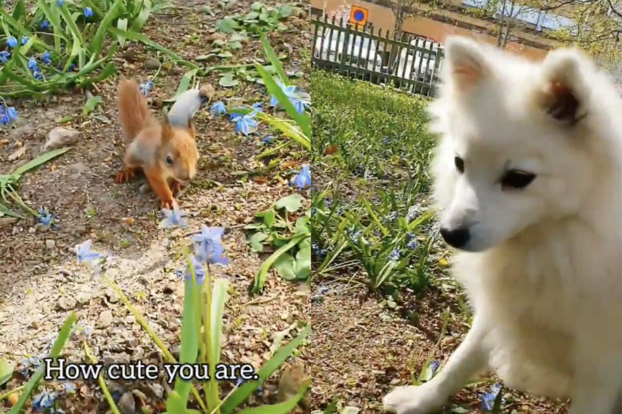 cane fa amicizia con scoiattolo in giardino