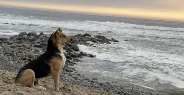 cagnolino fissa il mare