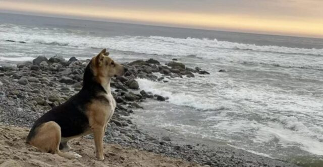 Il cane fedele aspetta tutti i giorni il padrone in spiaggia senza abbandonare la speranza