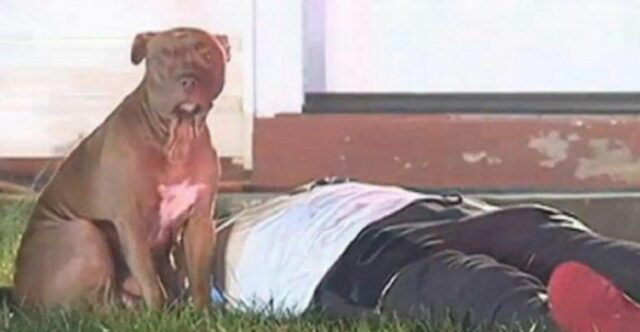 Questa Pit Bull rimane al fianco del suo proprietario ferito, in lacrime, per evitare che qualcuno gli faccia male