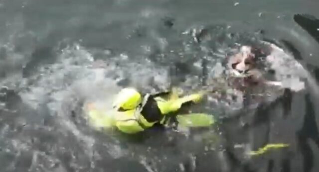 Cane finito nel Po a Torino e salvato dai vigili del fuoco (VIDEO)