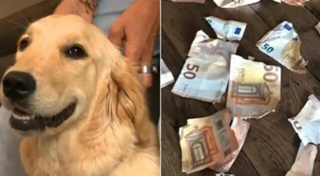 Questo Golden Retriever ha mangiato i soldi del proprietario. Ma la banca ha sorpreso tutti