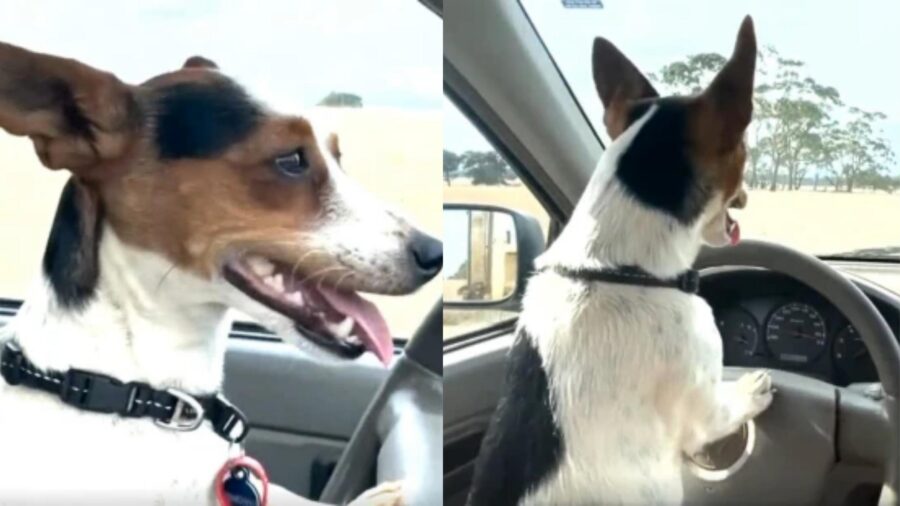 cane al volante dell'auto