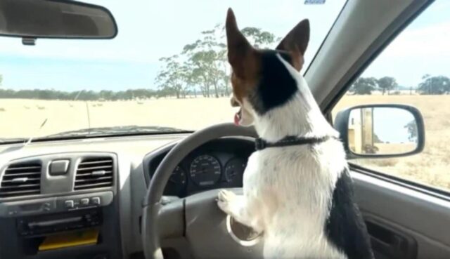 La cagnolina impara a guidare l’auto per gestire il gregge di famiglia (VIDEO)