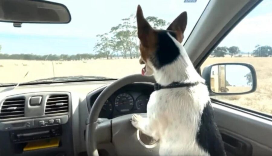 cane al volante dell'auto