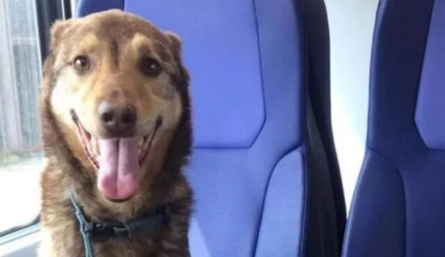 Boss, il cane in pensione protagonista di un lungo viaggio in treno