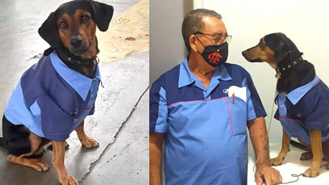 Il cagnolino viene adottato dai dipendenti della stazione di servizio e cambia completamente la sua vita