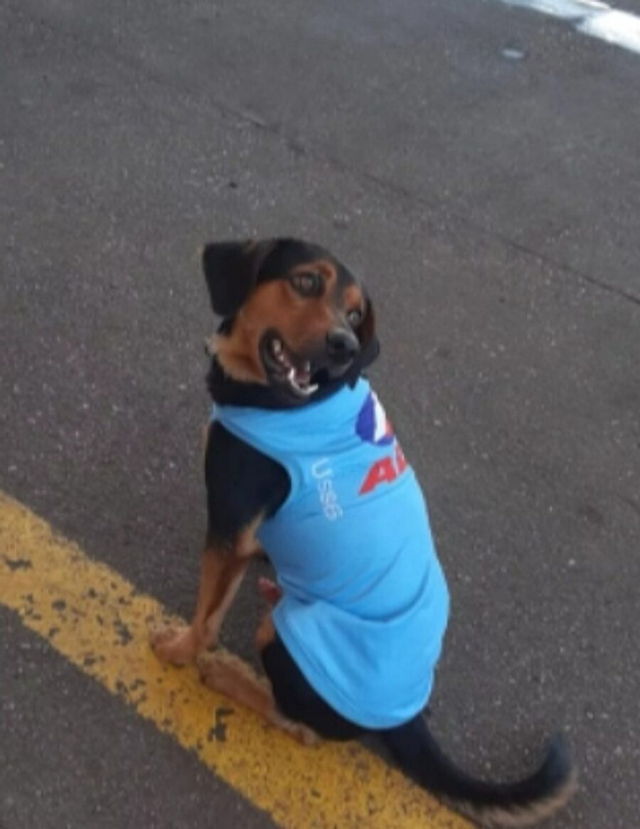 cane lavora in stazione di servizio