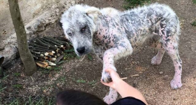 Un cane randagio malato dà la sua zampa a degli sconosciuti per chiedere loro di salvare lei e un amico