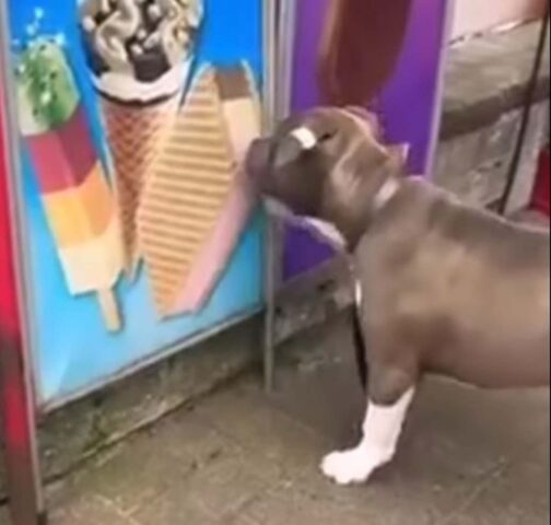 Il cagnolino affamato cerca di mangiare il gelato disegnato su un cartellone pubblicitario (VIDEO)