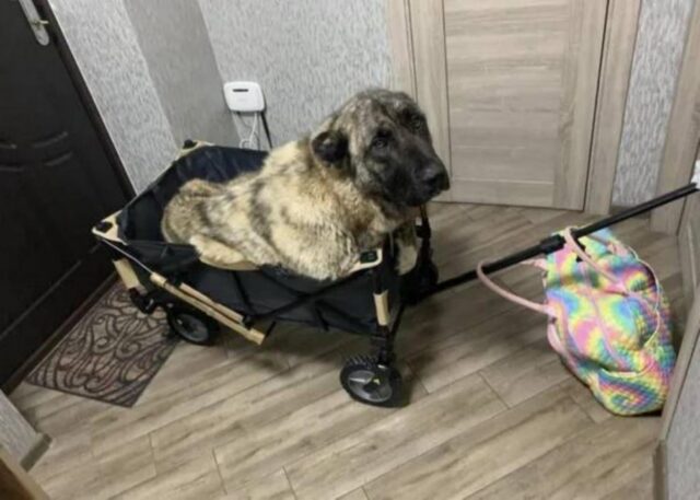 Cane paralizzato salvato in Ucraina trova la solidarietà di numerose persone