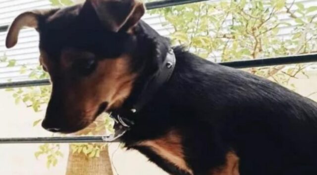 L’incubo di Coco, il cane prigioniero in un aeroporto argentino