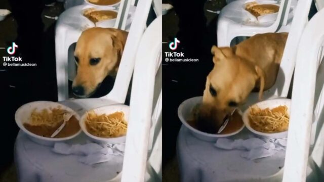 Il cagnolino randagio ruba il cibo a dei musicisti durante un loro momento di distrazione