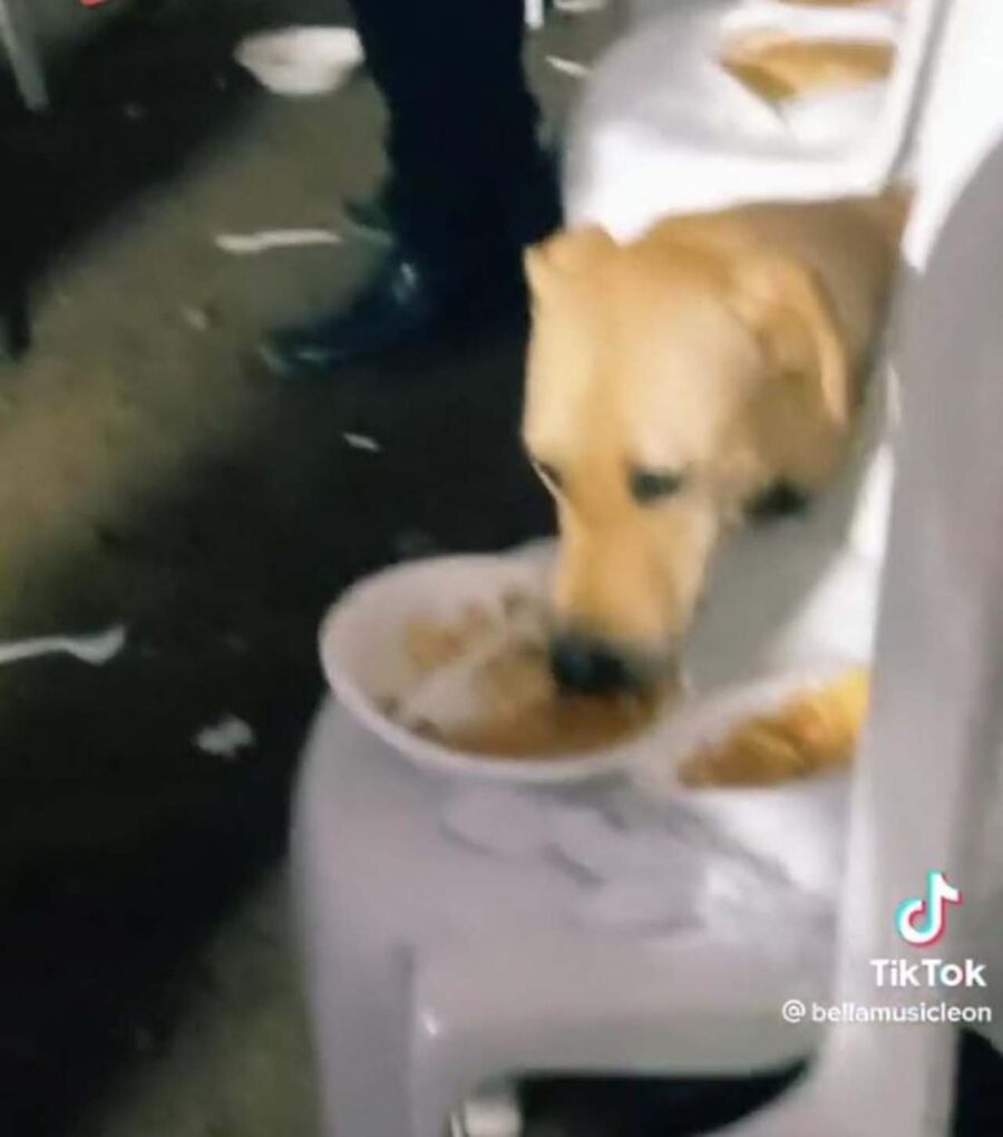 cane mangia da un piatto