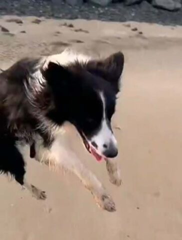 Il Border Collie ha imparato a saltare a comando e si diverte sulla spiaggia con la sua padrona (VIDEO)