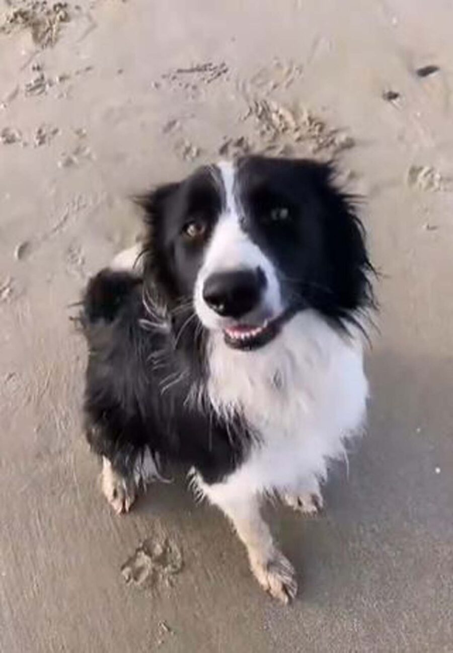 cane seduto in spiaggia