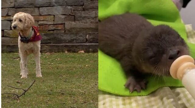 Cucciolo di cane senza una zampa salva un orfano di lontra che annegava