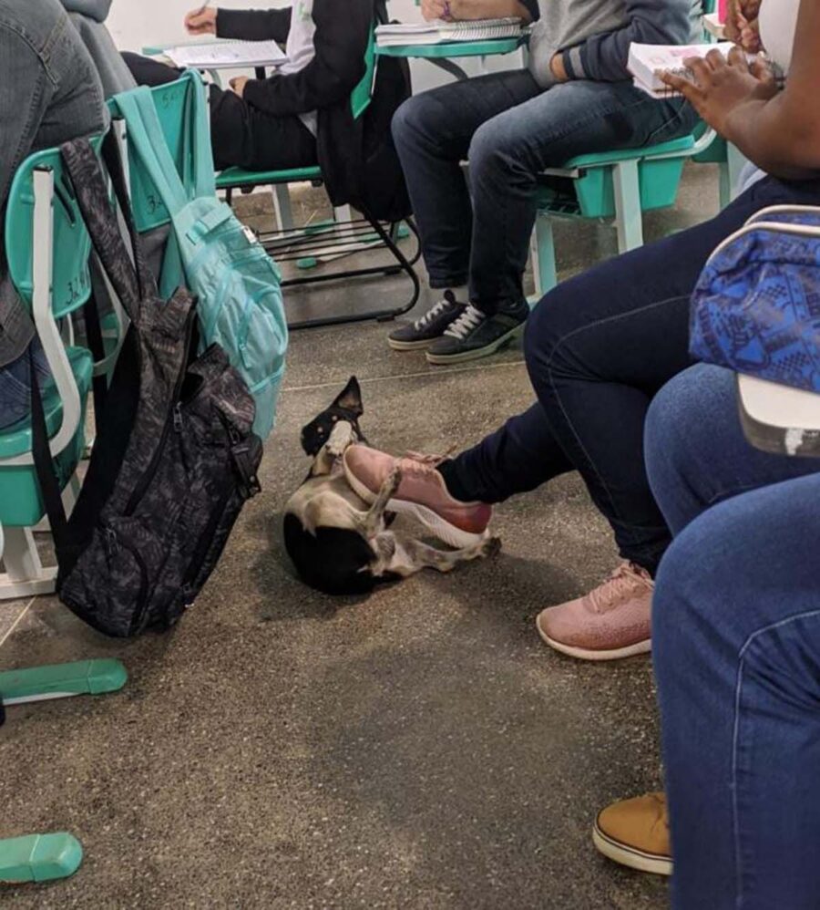 cane segue padrone a scuola