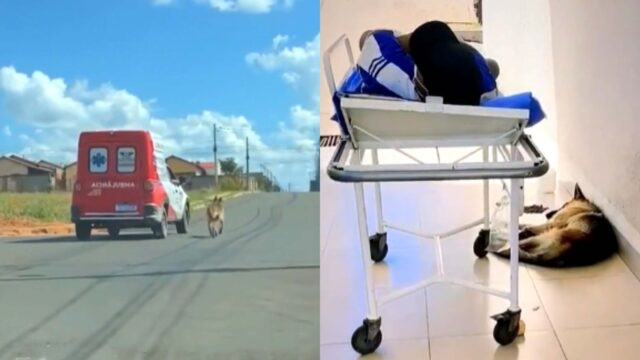 Il cagnolino segue l’ambulanza che trasporta il suo padrone malato per ben 16 km