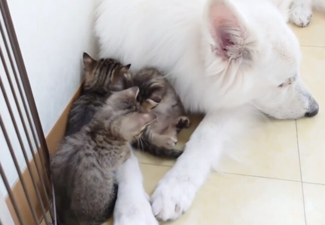Cane si prende cura di tre gattini, un amore universale e dolcissimo (VIDEO)