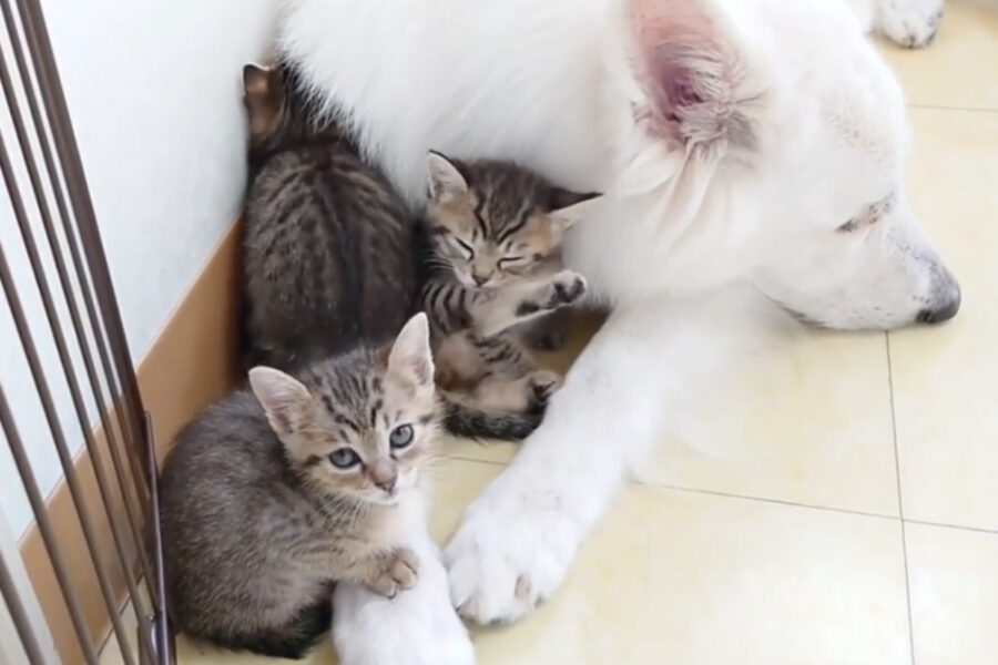 cane si prende cura di tre gattini tigrati