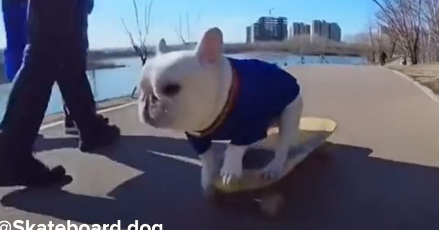 bulldog su skateboard