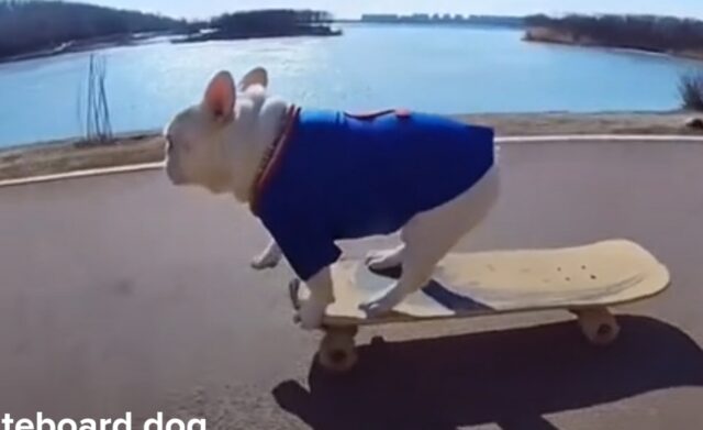 bulldog su skateboard
