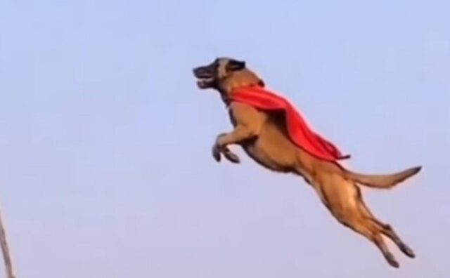 Il cane salta molto in alto con il mantello di Superman; il simpatico confronto (VIDEO)