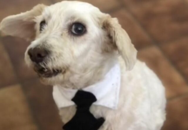 cane con la cravatta
