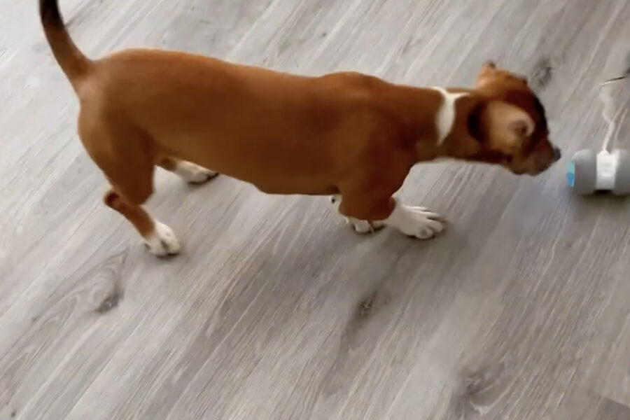 cane vs giocattolo chi vince