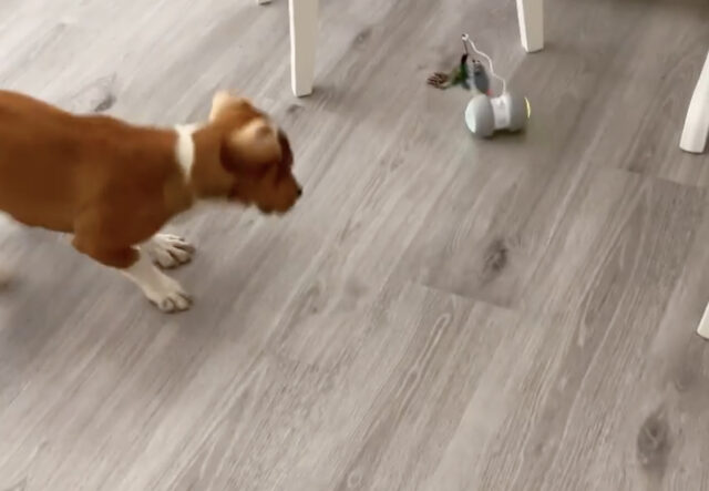 Cane vs giocattolo, chi avrà la meglio? (VIDEO)