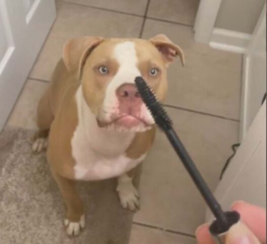 La pitbull guarda la sua padrona che mette il mascara e chiede di essere truccata anche lei (VIDEO)