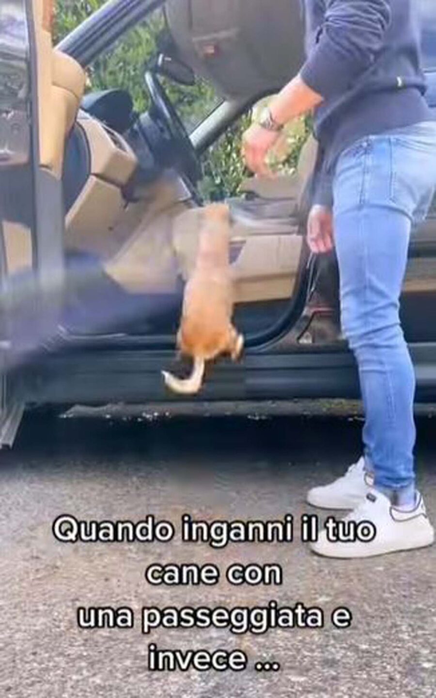 cane ingannato con una passeggiata