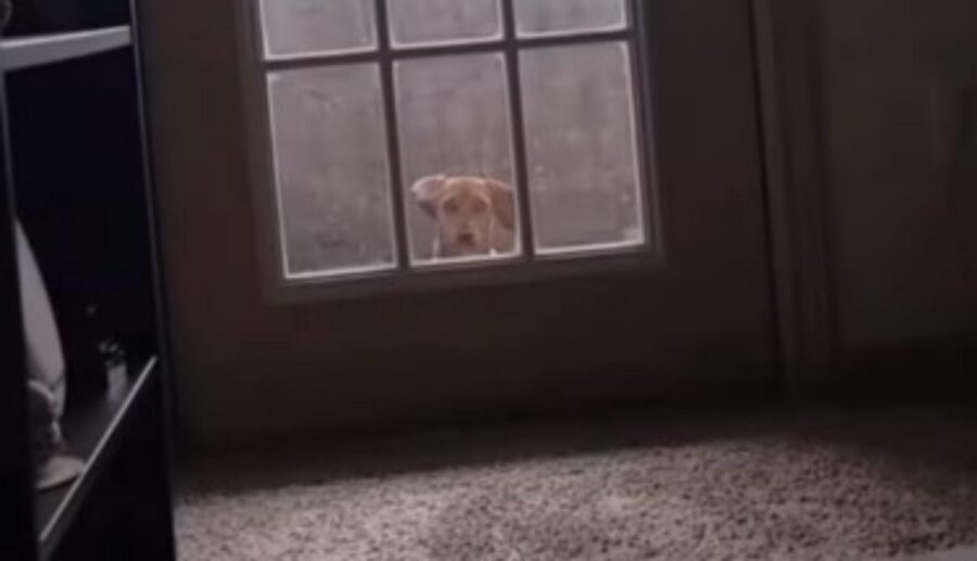 cane vuole uscire