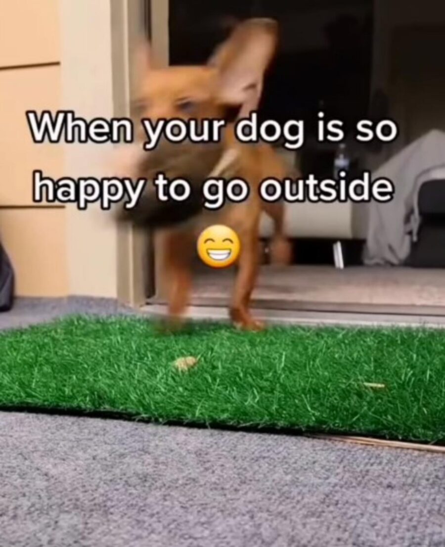 cane felice di uscire