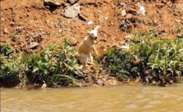Il cane zoppo finisce stremato in un canale e viene aiutato da alcuni soccorritori (VIDEO)