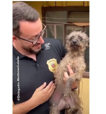 Cucciolo di cane randagio salvato, scodinzola per la gioia (VIDEO)