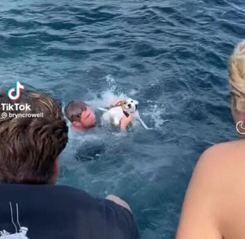 Cane salvato dalle onde del mare da un uomo coraggioso (VIDEO)