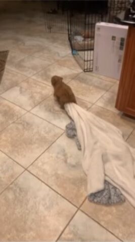 Cucciolo di cane porta con sé la sua copertina (VIDEO)