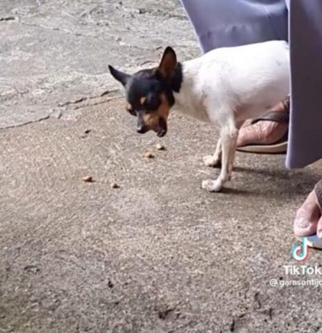 Cane prende il cibo dalla ciotola e mangia vicino al suo papà (VIDEO)