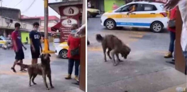 Cane randagio ha imparato il trucco per guadagnare il pane in un negozio