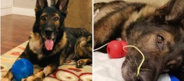 Due mesi dopo il ritiro, il cane poliziotto K9 è in pericolo di vita