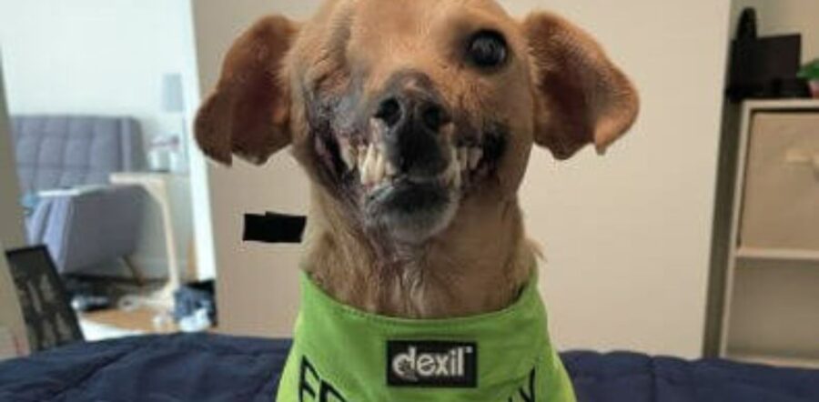 Cane usato come esca per i combattimenti tra cani: ha il viso completamente sfigurato
